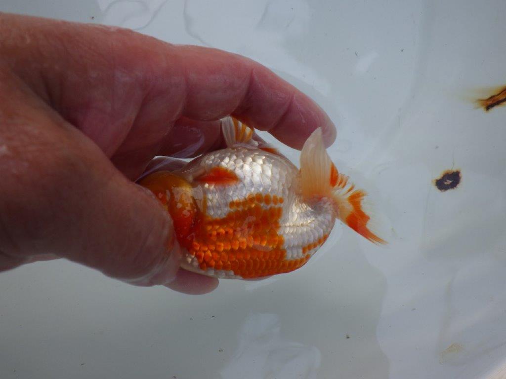 【志摩紅鱗会所属トップブリーダー作出】当歳らんちゅう S 約10,5㎝オス？
