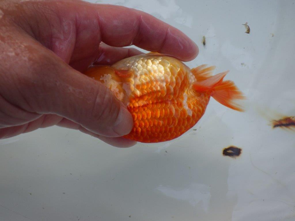 【志摩紅鱗会所属トップブリーダー作出】当歳らんちゅう T約12,5㎝