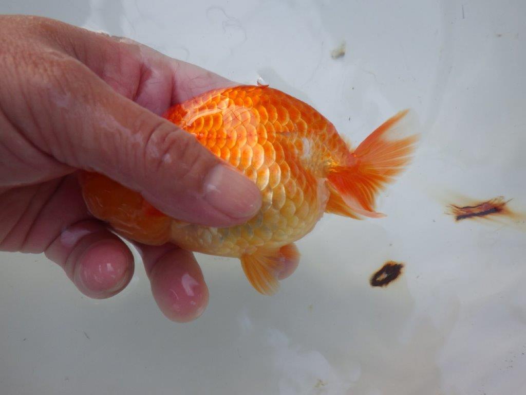 【志摩紅鱗会所属トップブリーダー作出】当歳らんちゅう T約12,5㎝