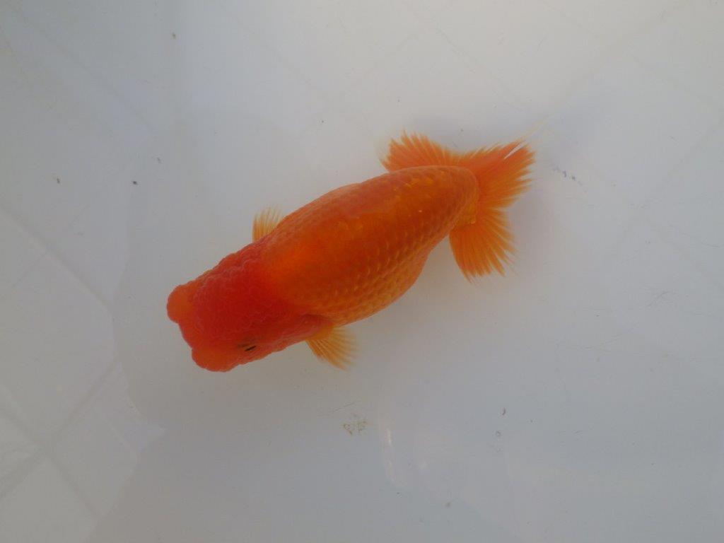 【志摩紅鱗会所属トップブリーダー作出】尾構えが良い当歳らんちゅう W 約12,5㎝オス？