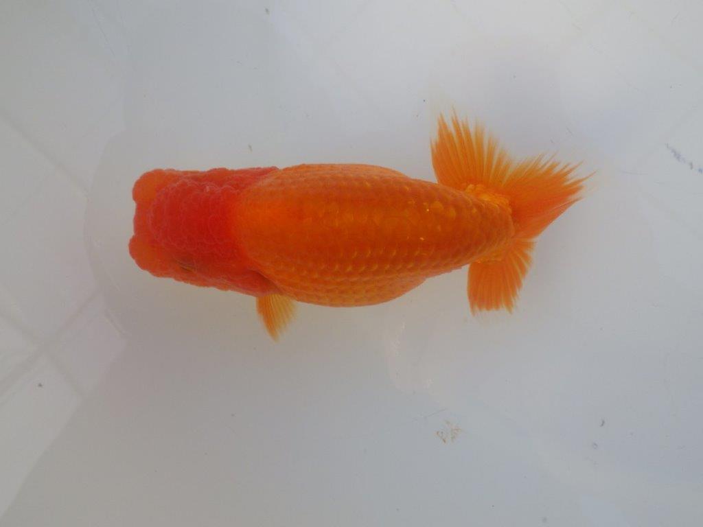 【志摩紅鱗会所属トップブリーダー作出】尾構えが良い当歳らんちゅう W 約12,5㎝オス？