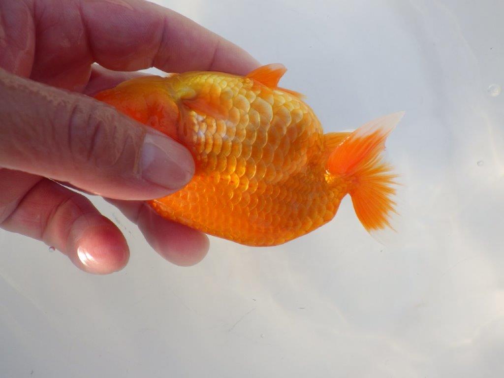 【志摩紅鱗会所属トップブリーダー作出】尾構えが良い当歳らんちゅう W 約12,5㎝オス？