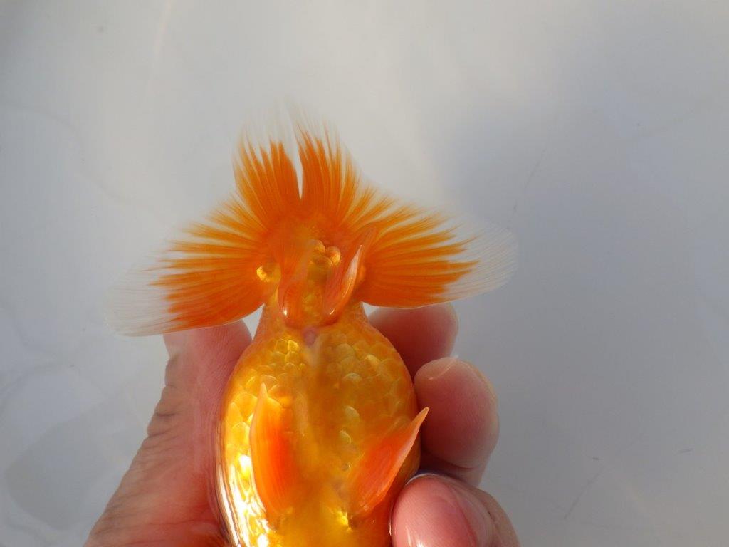 【志摩紅鱗会所属トップブリーダー作出】尾構えが良い当歳らんちゅう W 約12,5㎝オス？