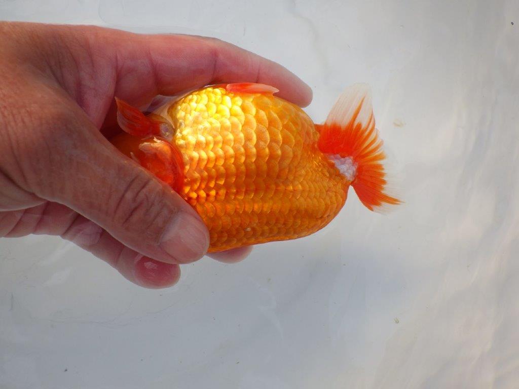 【志摩紅鱗会所属トップブリーダー作出】大きい当歳らんちゅう Y約14,5㎝オス?