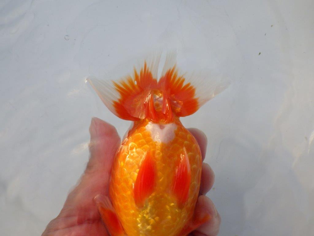 【志摩紅鱗会所属トップブリーダー作出】大迫力の当歳らんちゅう Z約14,5㎝オス?