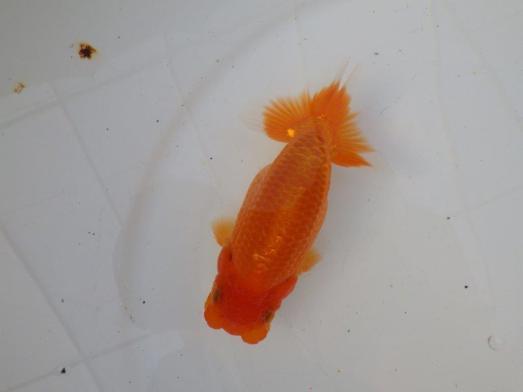 【志摩紅鱗会所属トップブリーダー作出】飼い込みお勧め!当歳らんちゅう 約12㎝メス?