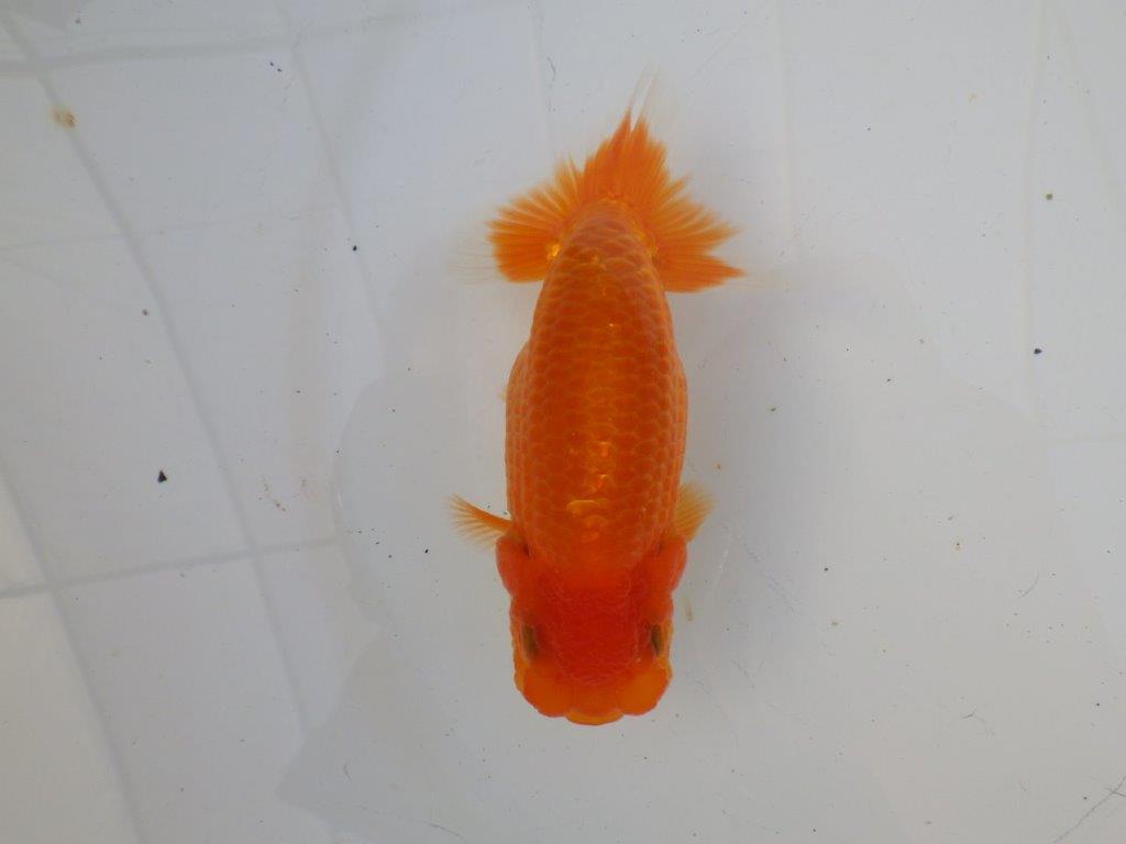 【志摩紅鱗会所属トップブリーダー作出】飼い込みお勧め!当歳らんちゅう 約12㎝メス?