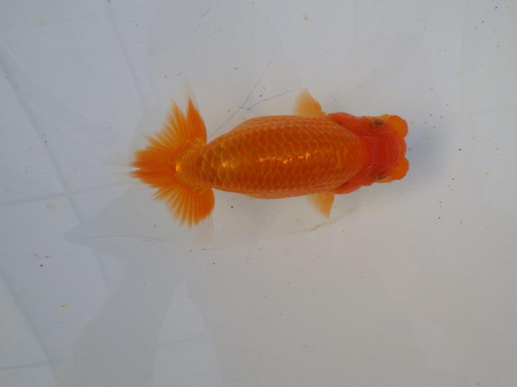 【志摩紅鱗会所属トップブリーダー作出】飼い込みお勧め!当歳らんちゅう 約12㎝メス?