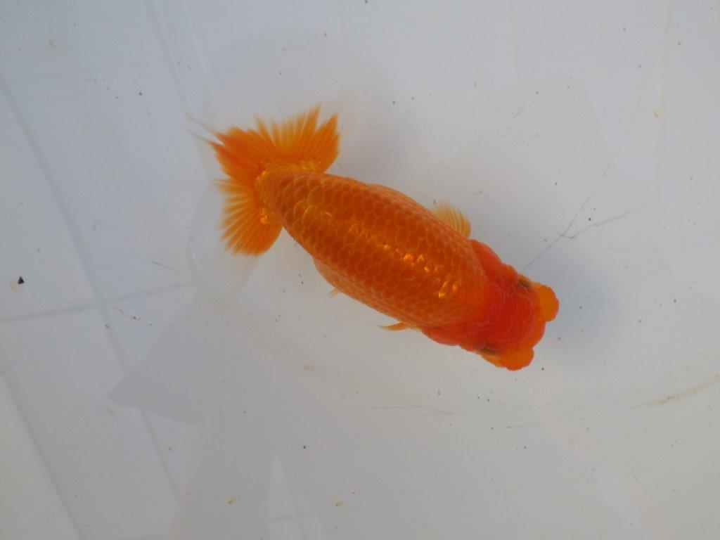 【志摩紅鱗会所属トップブリーダー作出】飼い込みお勧め！当歳らんちゅう 約12㎝メス？の上身