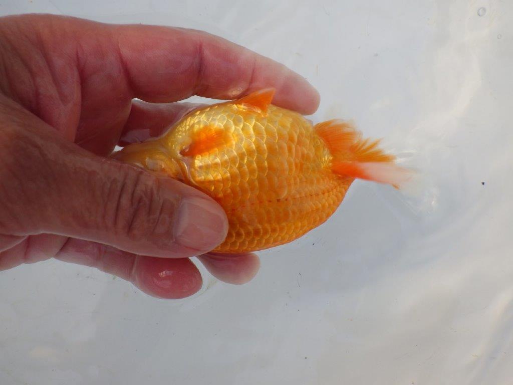 【志摩紅鱗会所属トップブリーダー作出】飼い込みお勧め!当歳らんちゅう 約12㎝メス?