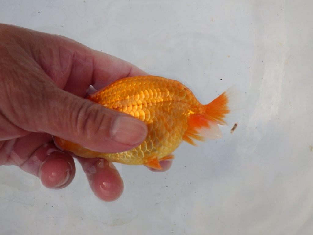 【志摩紅鱗会所属トップブリーダー作出】飼い込みお勧め!当歳らんちゅう 約12㎝メス?