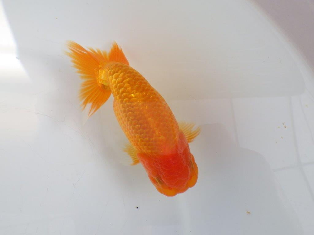 【志摩紅鱗会所属トップブリーダー作出】上見がお勧め当歳らんちゅう 約13,5㎝オス?