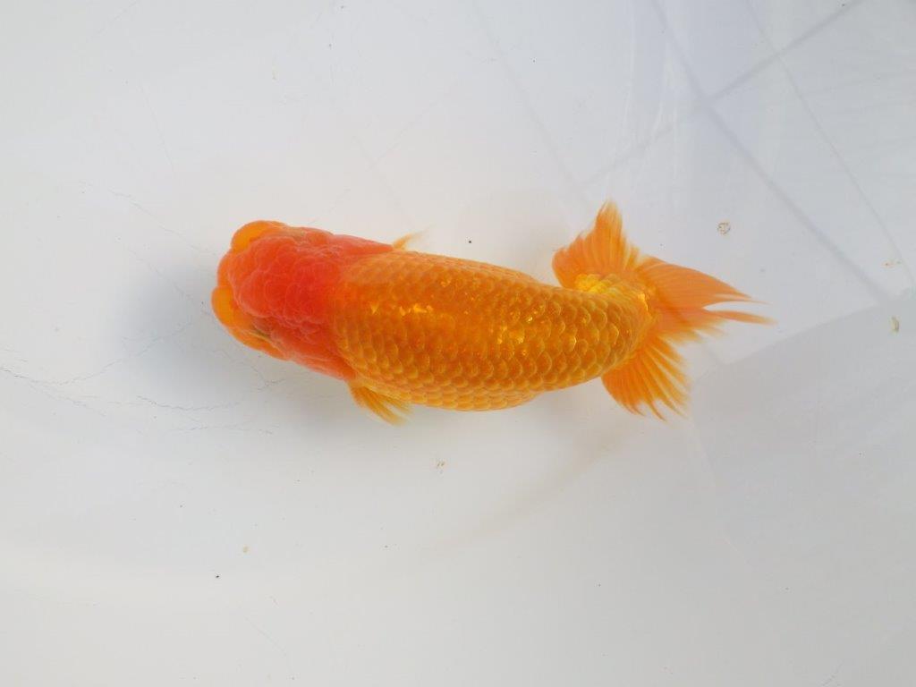 【志摩紅鱗会所属トップブリーダー作出】上見がお勧め当歳らんちゅう 約13,5㎝オス?