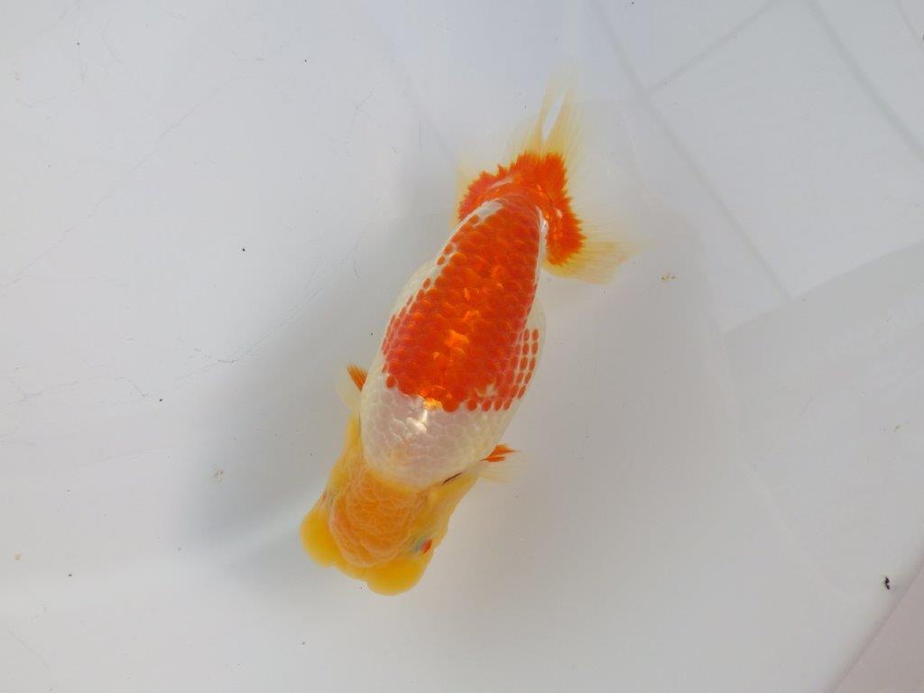 【志摩紅鱗会所属トップブリーダー作出】二歳で仕上げ!当歳らんちゅう 約13,5㎝オス?