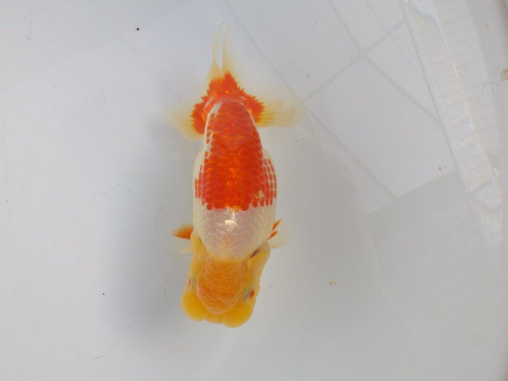 【志摩紅鱗会所属トップブリーダー作出】二歳で仕上げ!当歳らんちゅう 約13,5㎝オス?