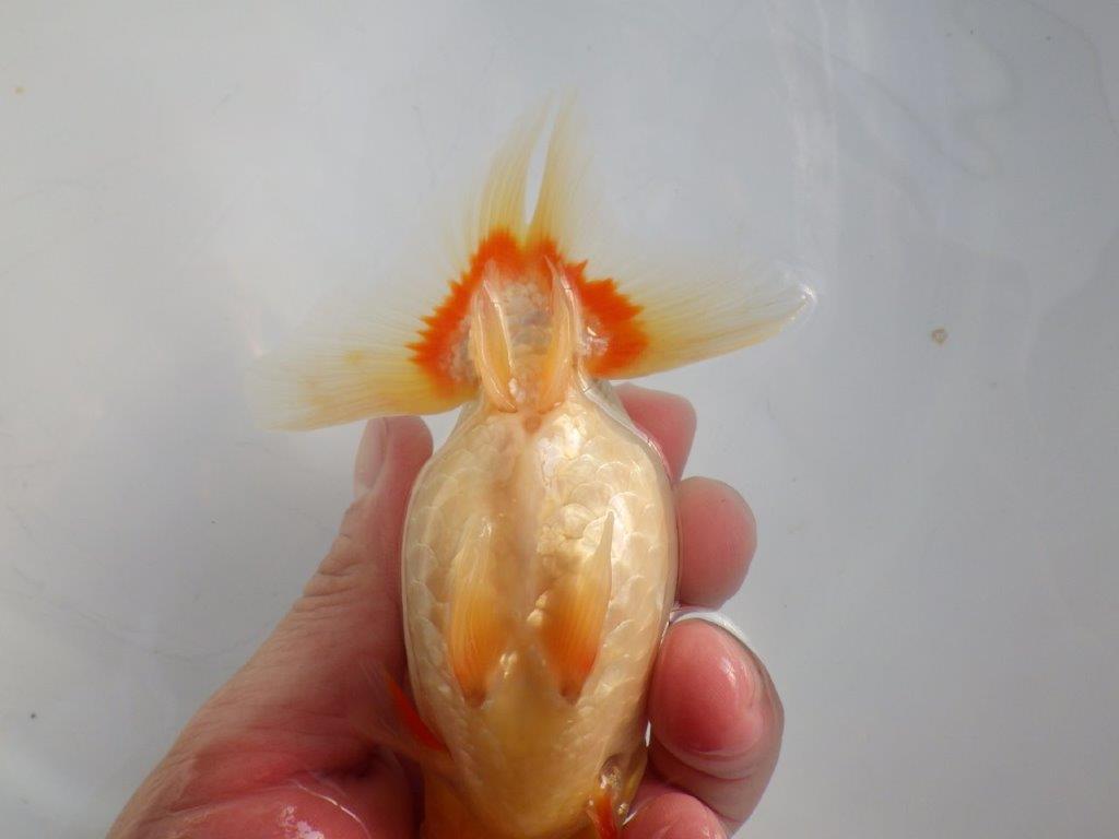 【志摩紅鱗会所属トップブリーダー作出】二歳で仕上げ!当歳らんちゅう 約13,5㎝オス?