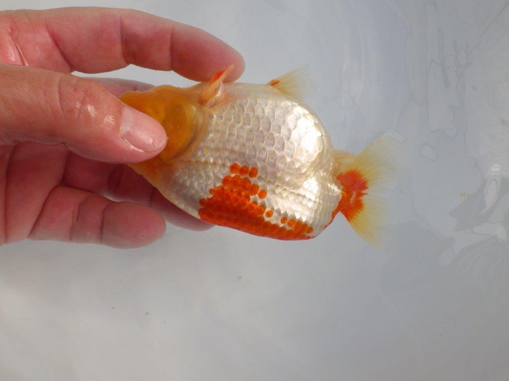 【志摩紅鱗会所属トップブリーダー作出】二歳で仕上げ!当歳らんちゅう 約13,5㎝オス?