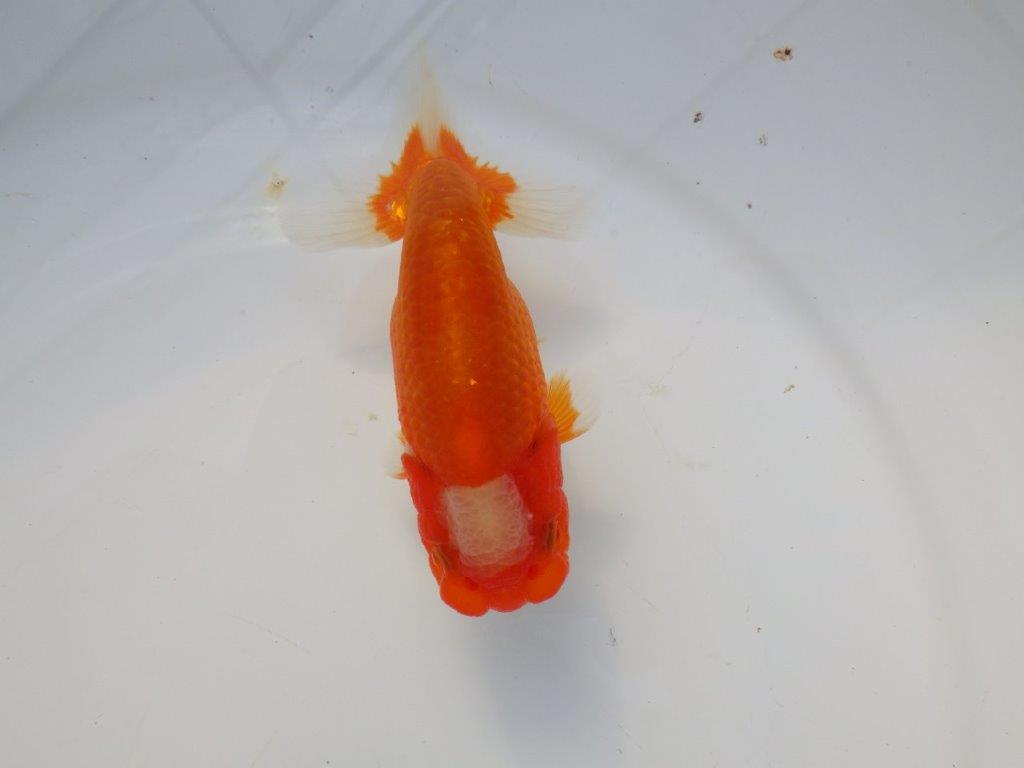 【志摩紅鱗会所属トップブリーダー作出】送料別になります。販売ページをご確認ください