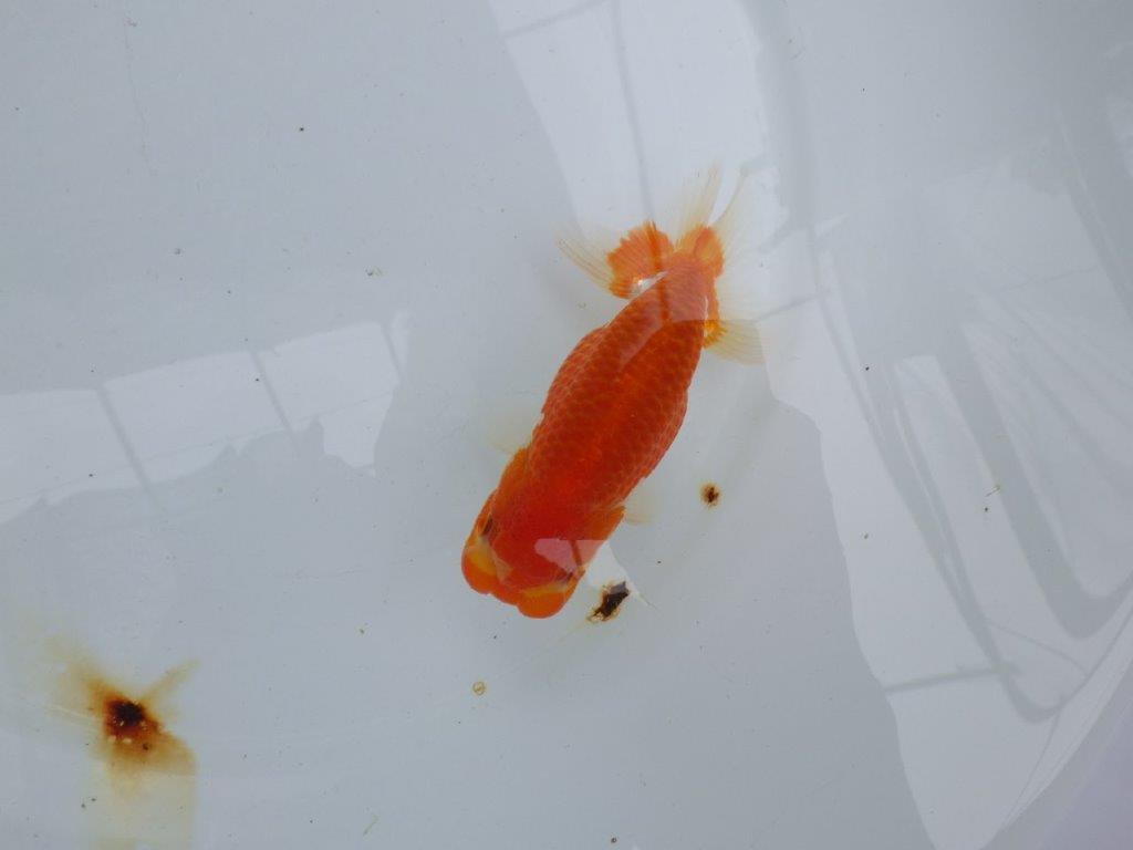 【愛知 小早川義幸氏 当歳らんちゅう 】フンタン・尾張りが良い更紗らんちゅう 約12,5cm オス?