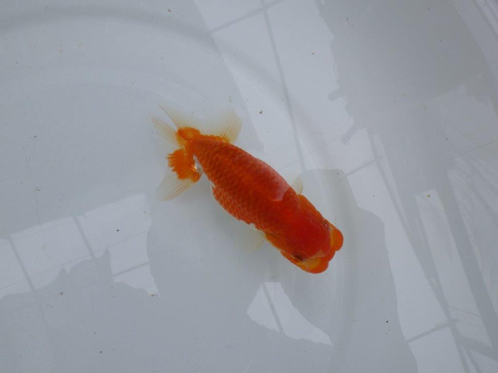 【愛知 小早川義幸氏 当歳らんちゅう 】フンタン・尾張りが良い更紗らんちゅう 約12,5cm オス?