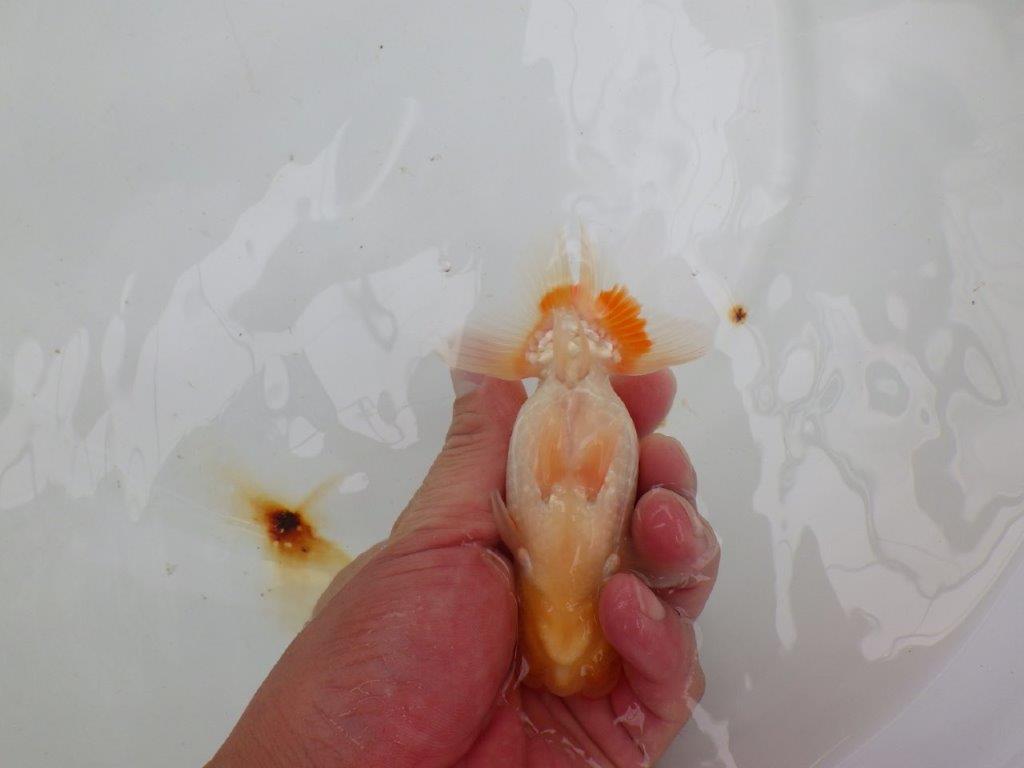 【愛知 小早川義幸氏 当歳らんちゅう 】フンタン・尾張りが良い更紗らんちゅう 約12,5cm オス?