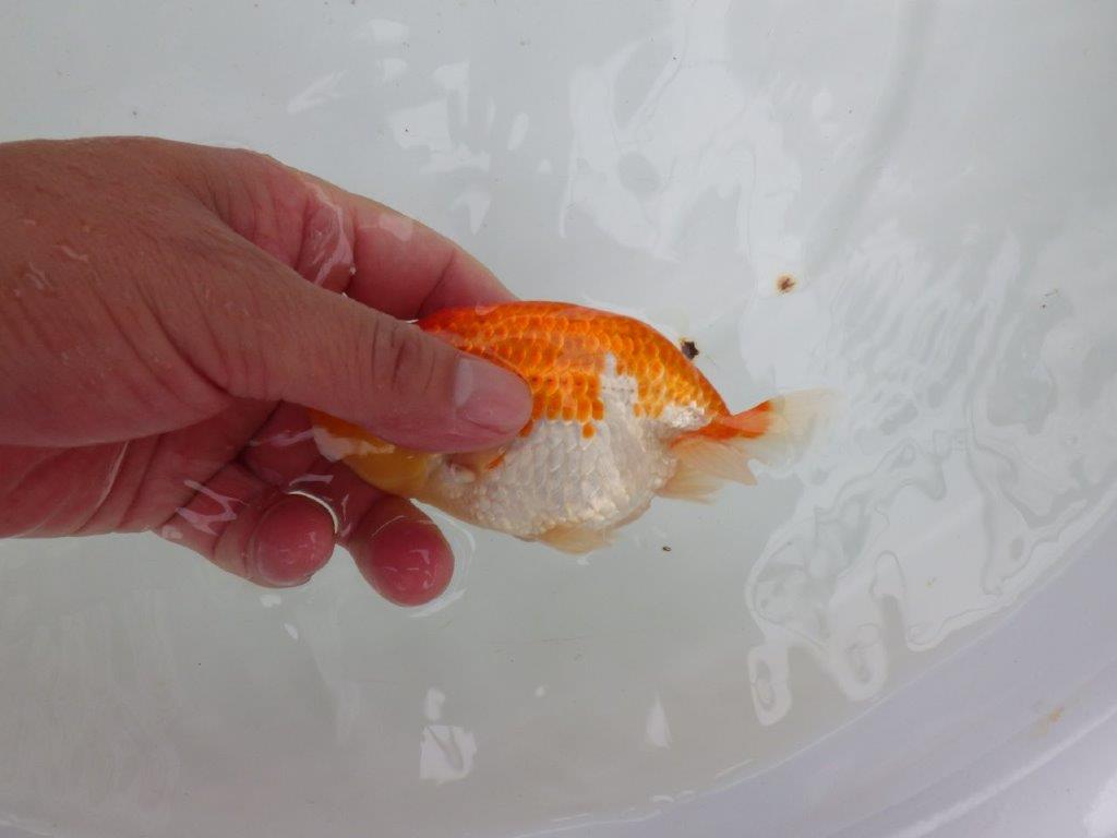 【愛知 小早川義幸氏 当歳らんちゅう 】フンタン・尾張りが良い更紗らんちゅう 約12,5cm オス?