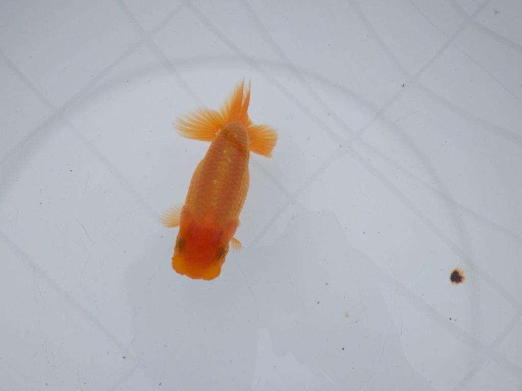 【全国大会西大関獲得ブリーダー 】目指せサイズアップ魅力ありの当歳らんちゅう 約11.5㎝