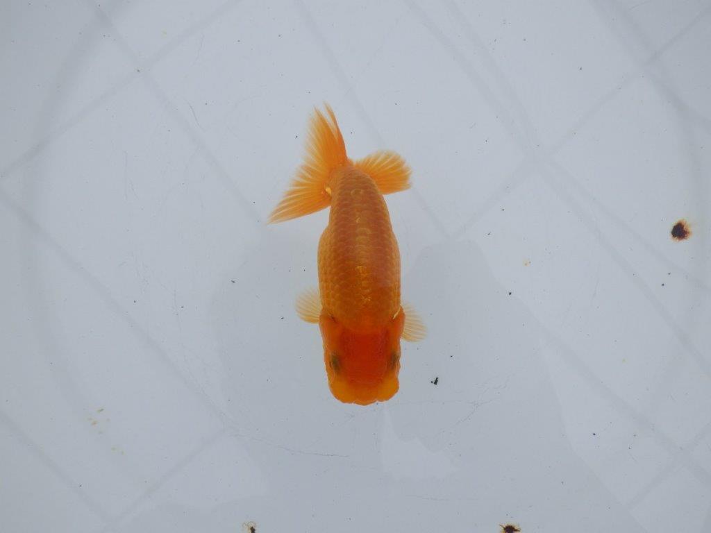 【全国大会西大関獲得ブリーダー 】目指せサイズアップ魅力ありの当歳らんちゅう 約11.5㎝