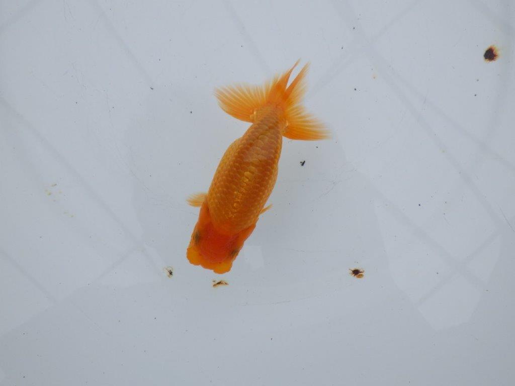 【全国大会西大関獲得ブリーダー 】目指せサイズアップ魅力ありの当歳らんちゅう 約11.5㎝