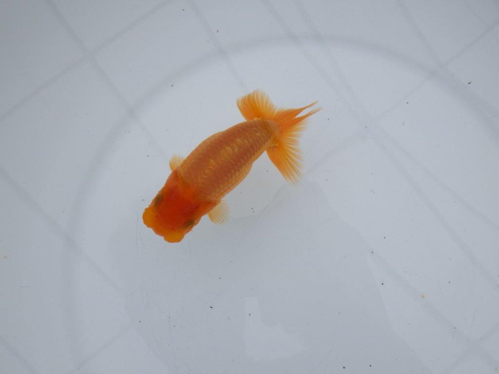 【全国大会西大関獲得ブリーダー 】目指せサイズアップ魅力ありの当歳らんちゅう 約11.5㎝