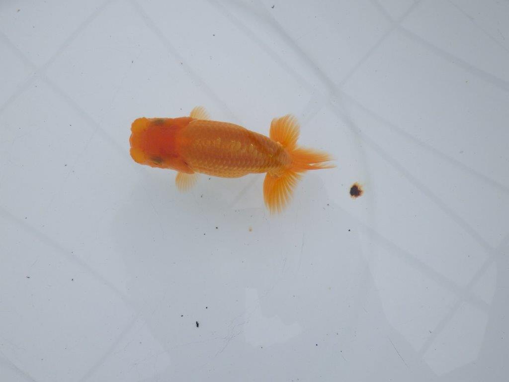 【全国大会西大関獲得ブリーダー 】目指せサイズアップ魅力ありの当歳らんちゅう 約11.5㎝