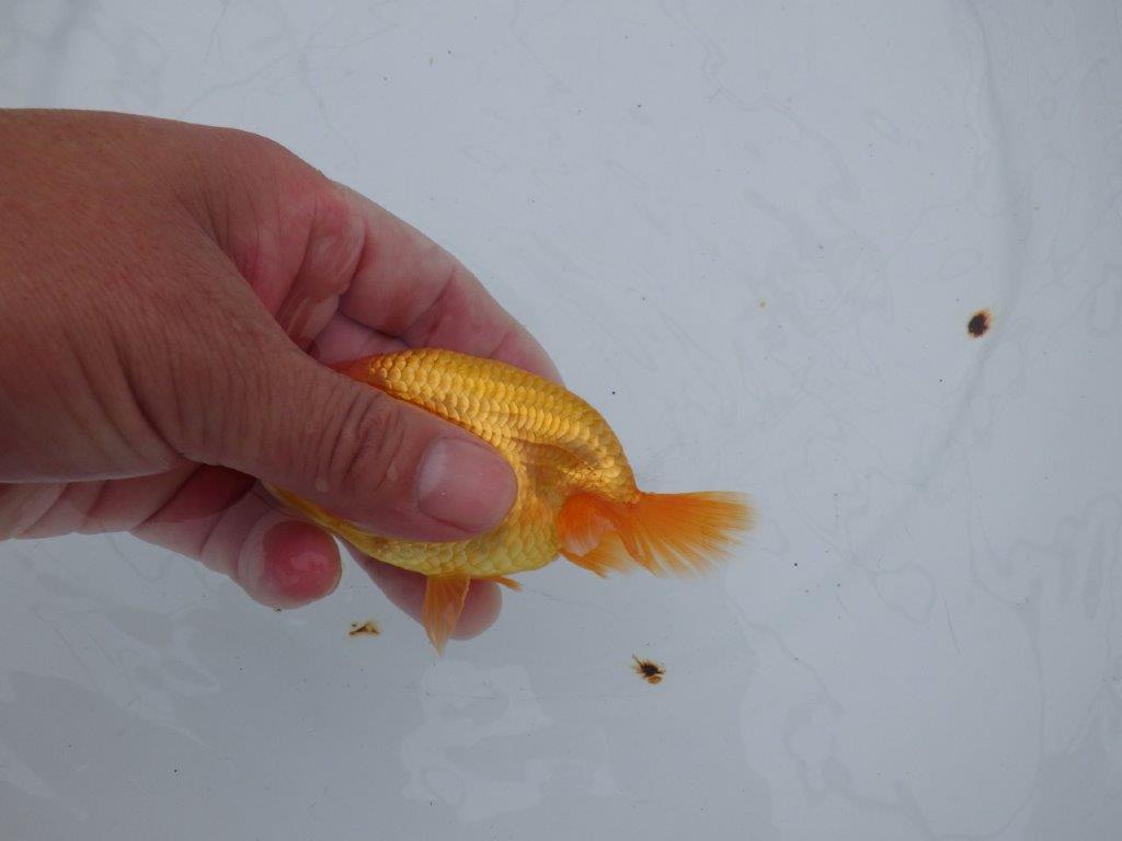 【全国大会西大関獲得ブリーダー 】目指せサイズアップ魅力ありの当歳らんちゅう 約11.5㎝