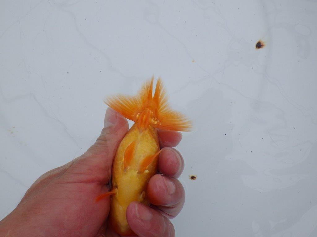 【全国大会西大関獲得ブリーダー 】目指せサイズアップ魅力ありの当歳らんちゅう 約11.5㎝