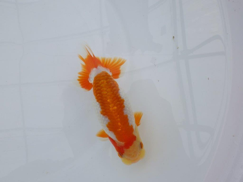 【逸品当歳らんちゅう】尾型、構えが良く柄も綺麗な更紗らんちゅう　約14ｃｍ前後　オス？