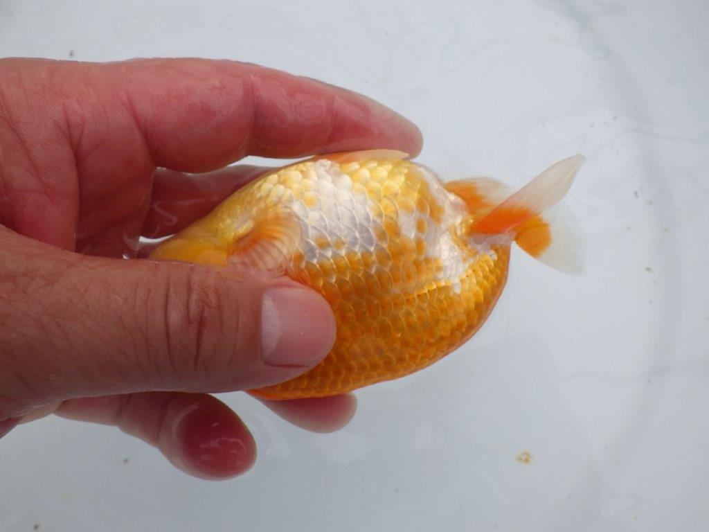 【愛知超優良系統 】来期、弐歳魚の部で目指せ品評大会!当歳らんちゅう約12㎝メス?