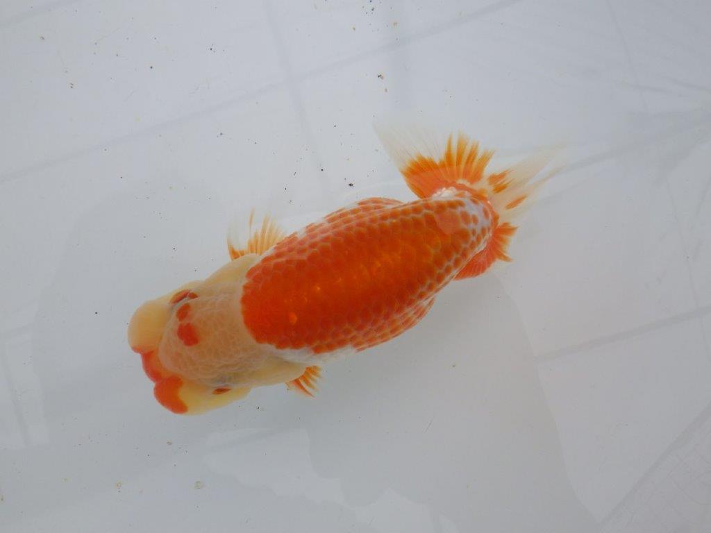【愛知超優良系統 】極美カナコ系更紗！当歳らんちゅう約13,5㎝オス？
