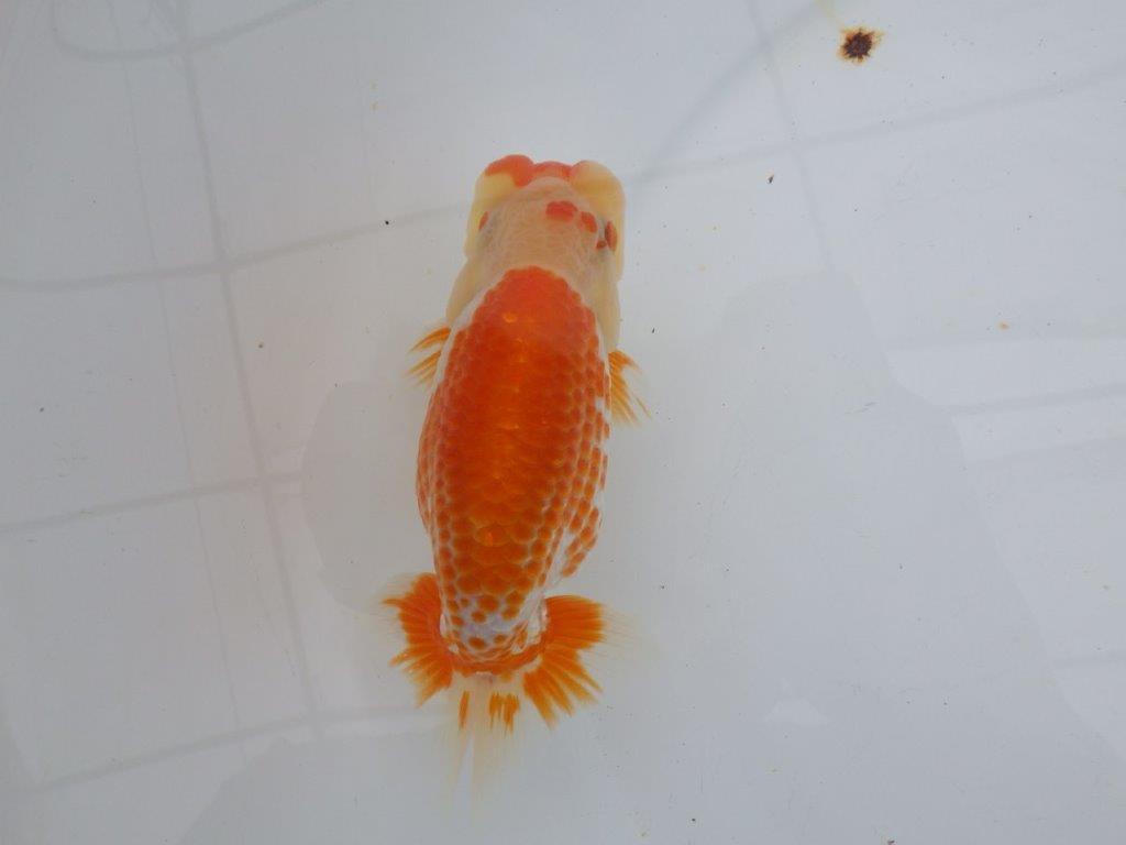 【愛知超優良系統 】極美カナコ系更紗！当歳らんちゅう約13,5㎝オス？
