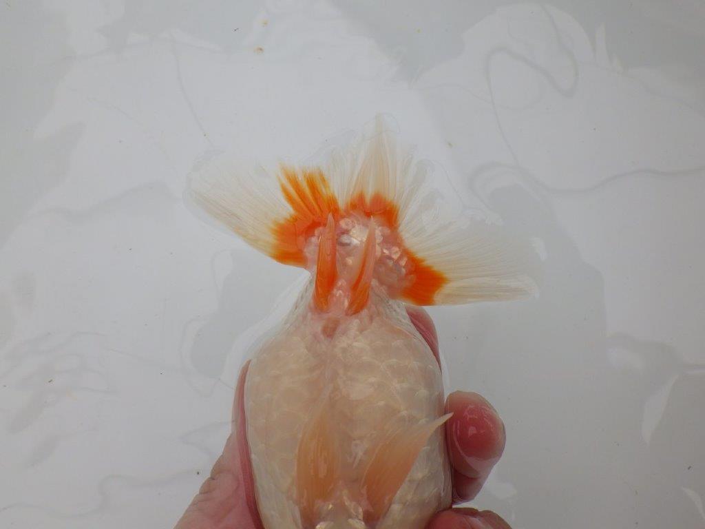 【全国大会東大関獲得ブリーダー 】色艶、柄が良くお勧めの当歳らんちゅう約14,5㎝メス？