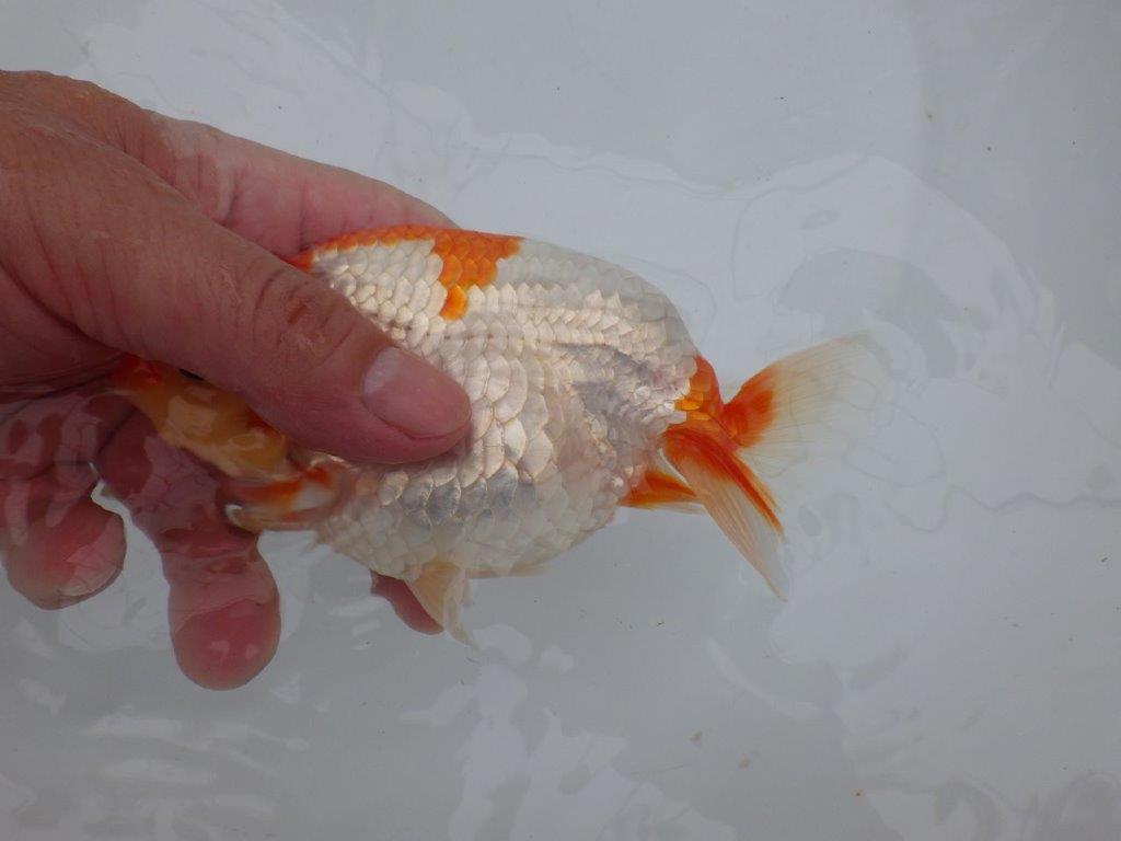 【全国大会東大関獲得ブリーダー 】色艶、柄が良くお勧めの当歳らんちゅう約14,5㎝メス？