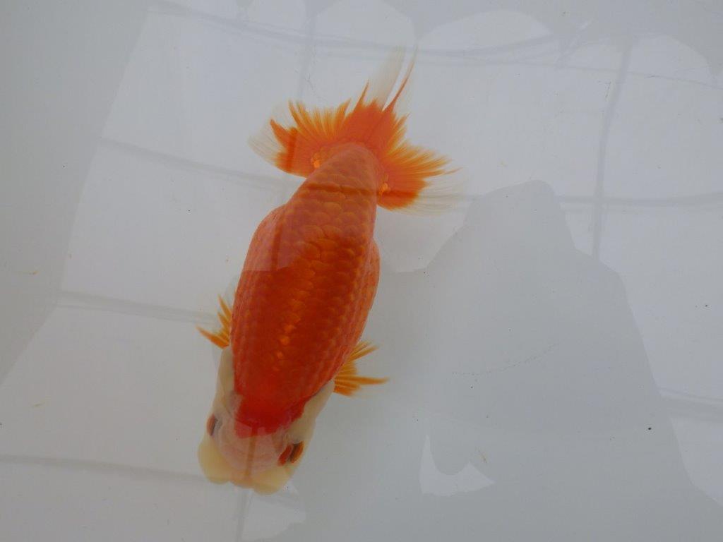 【全国大会東大関獲得ブリーダー 】継続して飼い込みお勧め当歳らんちゅう約13㎝オス?