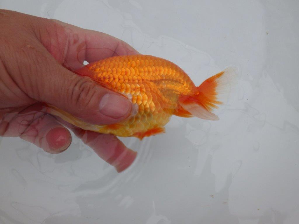 【全国大会東大関獲得ブリーダー 】継続して飼い込みお勧め当歳らんちゅう約13㎝オス?