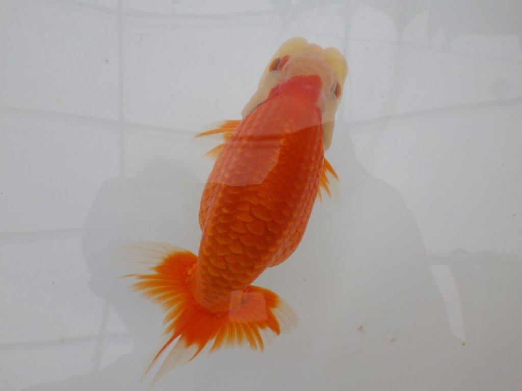 【全国大会東大関獲得ブリーダー 】継続して飼い込みお勧め当歳らんちゅう約13㎝オス?