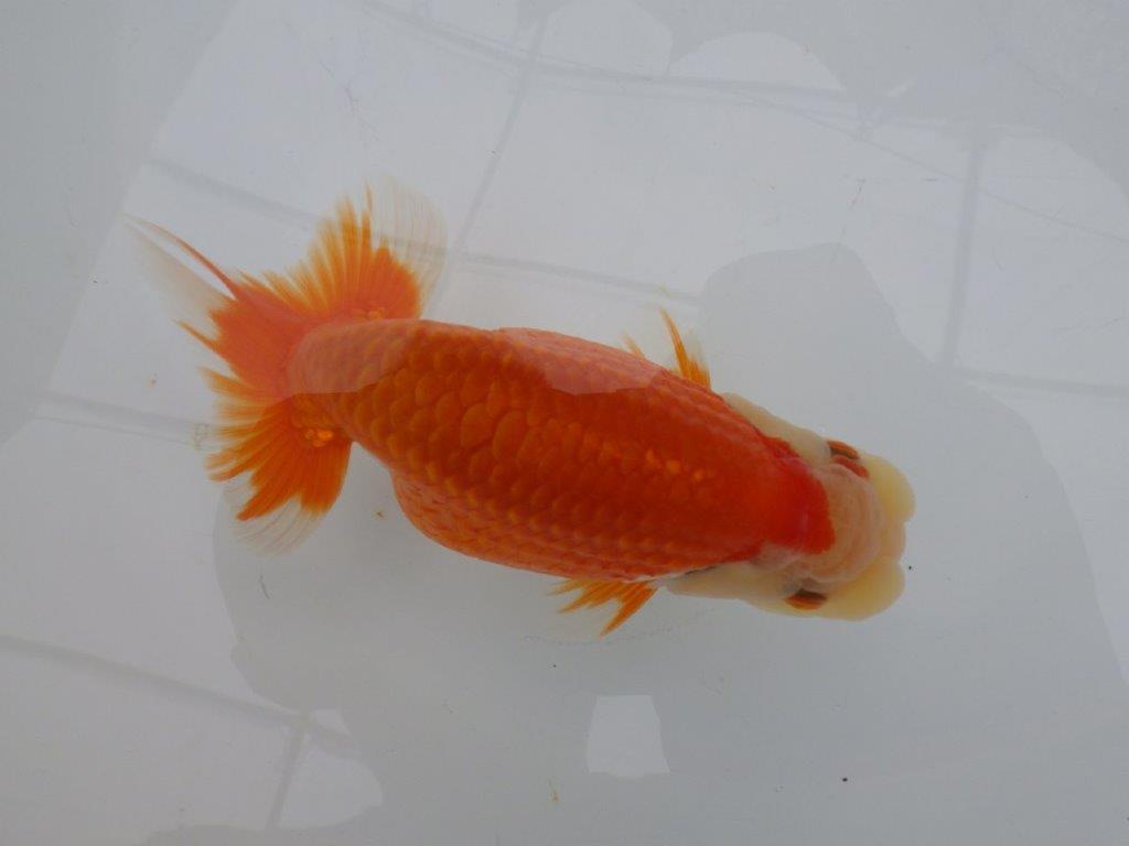 【全国大会東大関獲得ブリーダー 】継続して飼い込みお勧め当歳らんちゅう約13㎝オス?