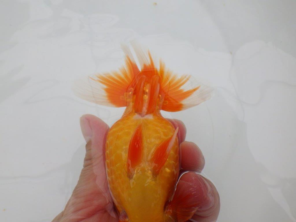 【全国大会東大関獲得ブリーダー 】継続して飼い込みお勧め当歳らんちゅう約13㎝オス?