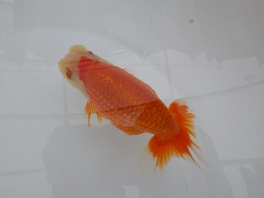 【全国大会東大関獲得ブリーダー 】継続して飼い込みお勧め当歳らんちゅう約13㎝オス？の上身