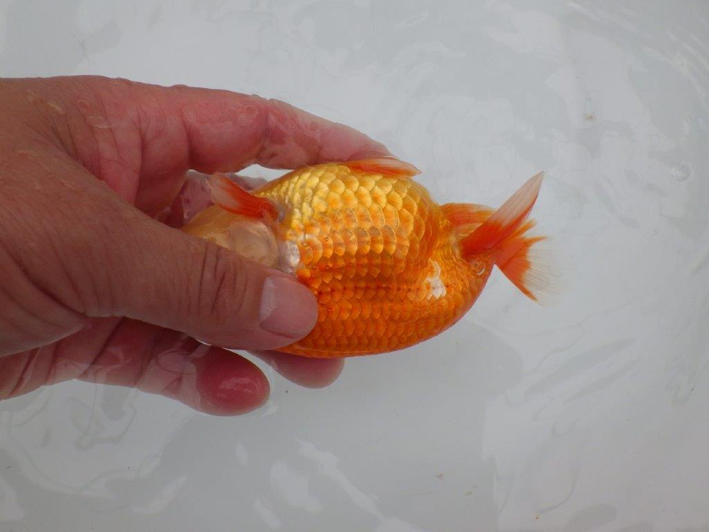 【全国大会東大関獲得ブリーダー 】継続して飼い込みお勧め当歳らんちゅう約13㎝オス?