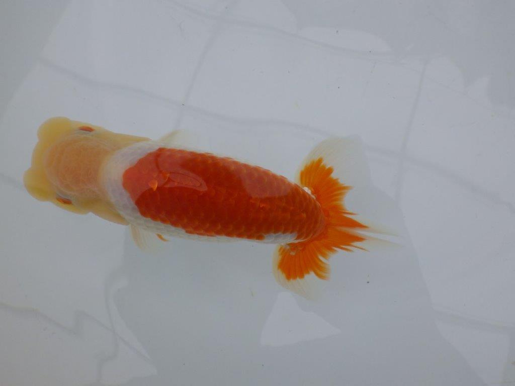 【全国大会東大関獲得ブリーダー 】飼い込みお勧め上物当歳らんちゅう約14,5㎝オス?