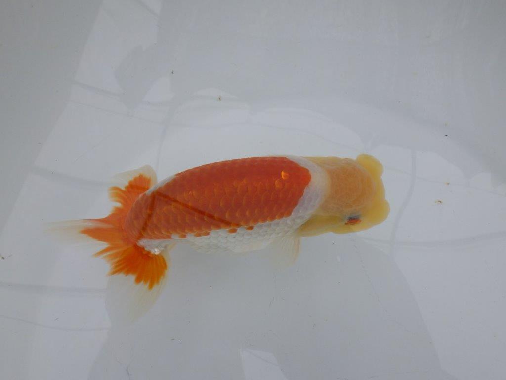 【全国大会東大関獲得ブリーダー 】飼い込みお勧め上物当歳らんちゅう約14,5㎝オス?