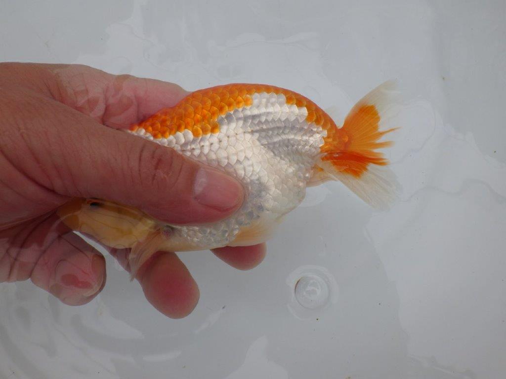 【全国大会東大関獲得ブリーダー 】飼い込みお勧め上物当歳らんちゅう約14,5㎝オス?