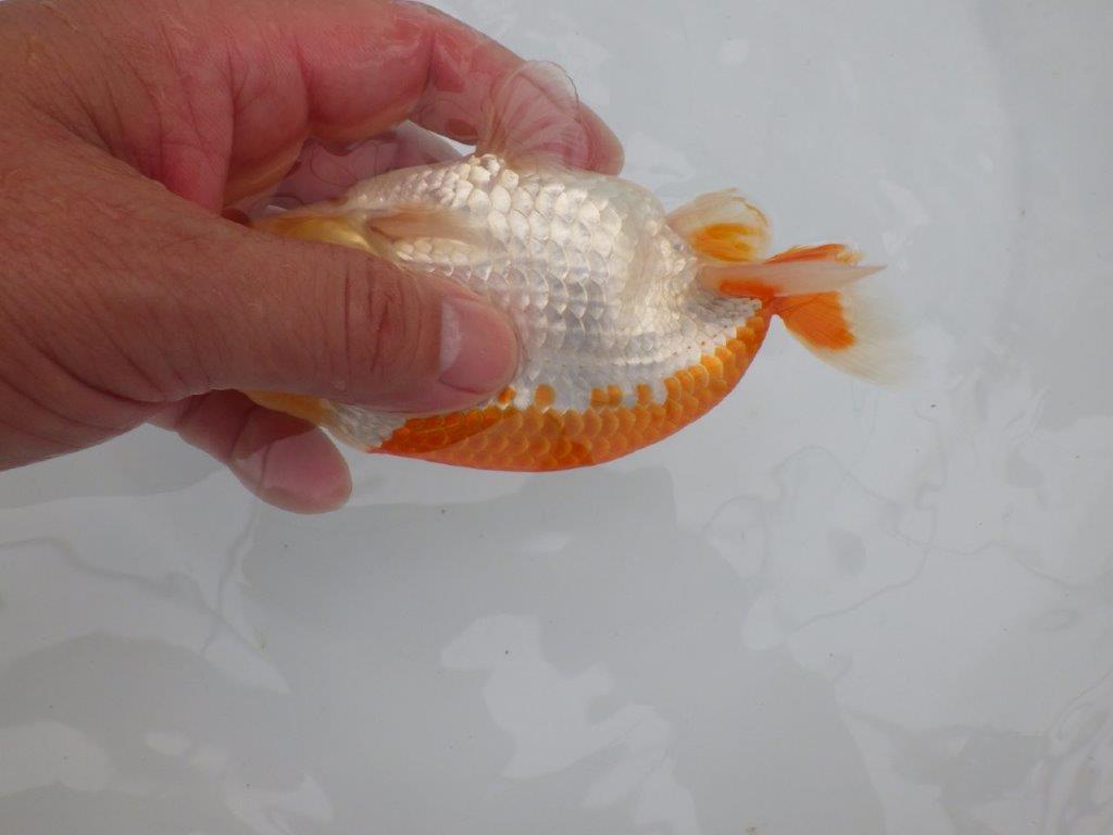 【全国大会東大関獲得ブリーダー 】飼い込みお勧め上物当歳らんちゅう約14,5㎝オス?